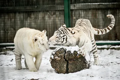 Белые сибирские тигры - TEKKU