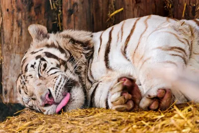Белый тигр: это редкая мутация в …» — создано в Шедевруме