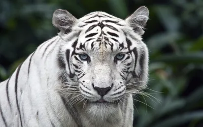 Белые тигры Бенгальском отдыхают. Стоковое Изображение - изображение  насчитывающей еда, парк: 198193443