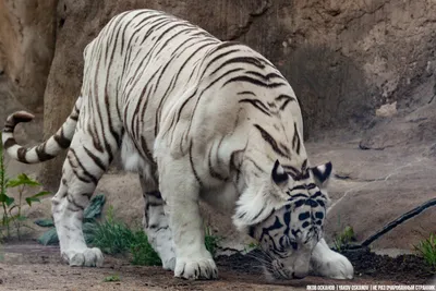 В Feldman Ecopark появились белые тигры - FELDMAN-ECOPARK
