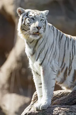 Белый Бенгальский тигр