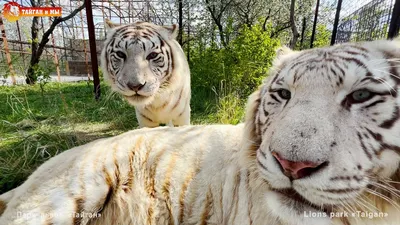 1 полотно «Белые тигры» оптом от ТамиТекс