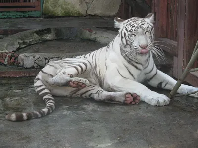Откуда взялись белые тигры и почему они могут исчезнуть навсегда |  Планетяне | Дзен