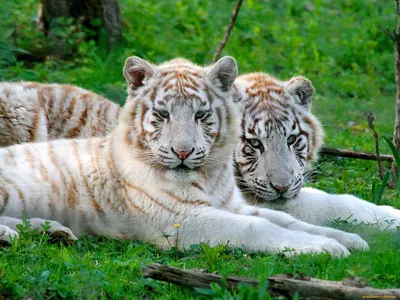 животные, тигры, белый, стоит, чёрно-белый, сномок, тигр | Белые тигры,  Большие кошки, Животные