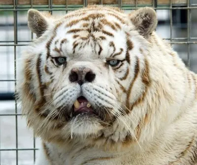 Белые Тигры — стоковые фотографии и другие картинки Белый - Белый, Белый  тигр, Большая кошка - iStock