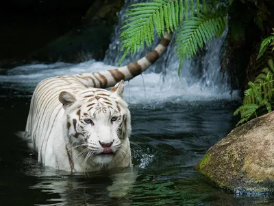 Белые тигры заговорили с нами! Тайган. Tigers life in Taigan. - YouTube