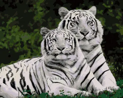 Белые тигры — 02ART40500636 40х50 см / Купить картину по номерам Артвентура