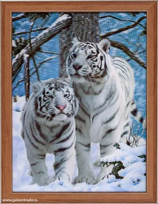 Белый тигр в зоопарке Испании Стоковое Фото - изображение насчитывающей  эля, экологичность: 106917916