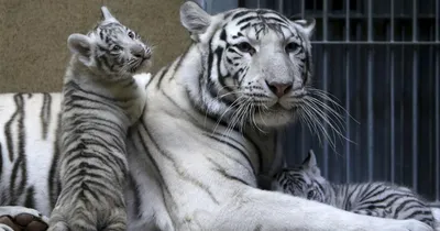 Белые тигры возле дерева» — создано в Шедевруме