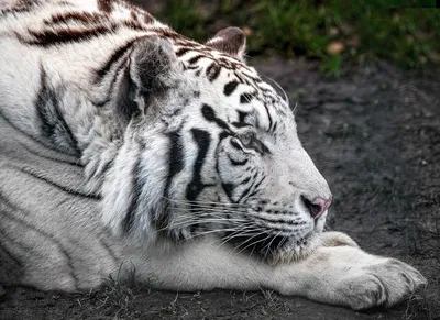 Картинки белые тигры (49 фото)