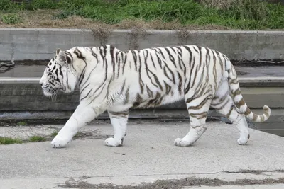 Белый амурский тигр фото 