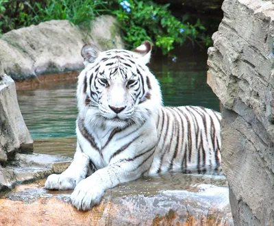 Фотография белого амурского тигра, которая захватывает дух | Белый амурский  тигр Фото №517002 скачать
