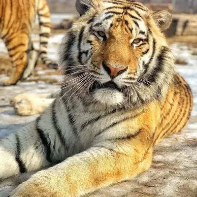 Белый амурский тигр - картинки и фото poknok.art