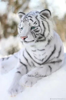 Белый тигр в лесу | Премиум Фото