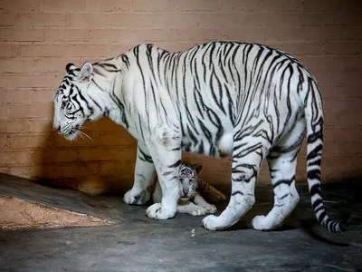 Купить Белый тигр Эверест - тигр, хищник, белый тигр, дикая кошка, чёрно- белый | Wild cats, Wild animals photos, Baby animals pictures