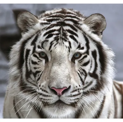Белый амурский тигр крадётся в …» — создано в Шедевруме