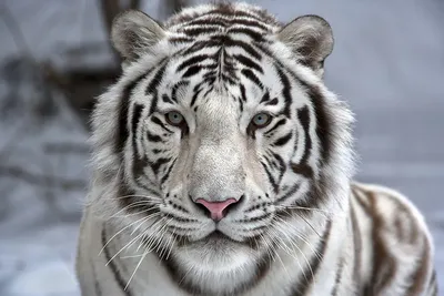 белый тигр и отдыхает, скучно выглядящий белый тигр косой профиль вверх, Hd  фотография фото, бенгальский тигр фон картинки и Фото для бесплатной  загрузки