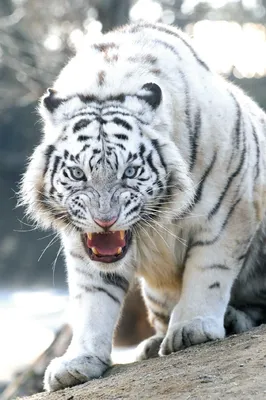 https://priroda.club/zhivotnye/50928-belyj-bengalskij-tigr-36-foto.html