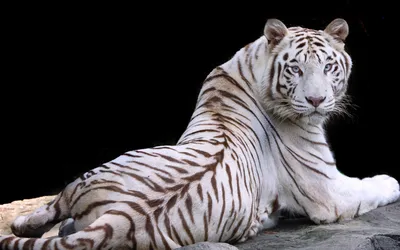 тигрёнок :: белый тигр :: тигр / смешные картинки и другие приколы:  комиксы, гиф анимация, видео, лучший интеллектуальный юмор.