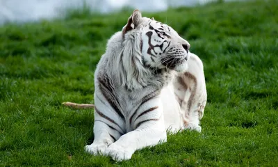 Белые тигры Очень редкие виды животных | Иван Нежутин | Дзен