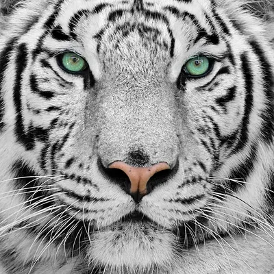 Купить фигурка Safari Ltd Белый амурский тигр, XL 112089, цены на Мегамаркет