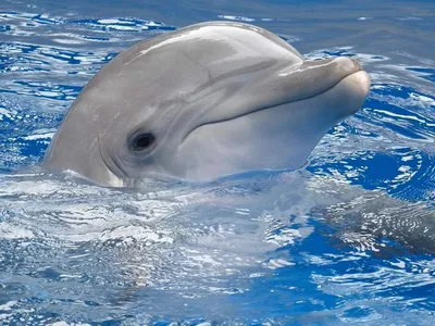 Белый дельфин фото фотографии