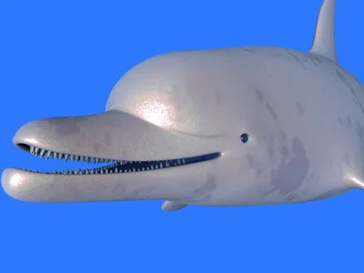 Белый дельфин в бассейне стоковое изображение. изображение насчитывающей  млекопитающее - 106327043