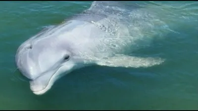 Единственный в России белый дельфин, обитающий в Черном море, становится  суперзвездой - KP.RU