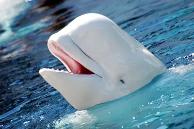 Белый дельфин в бассейне стоковое изображение. изображение насчитывающей  подводно - 105980469