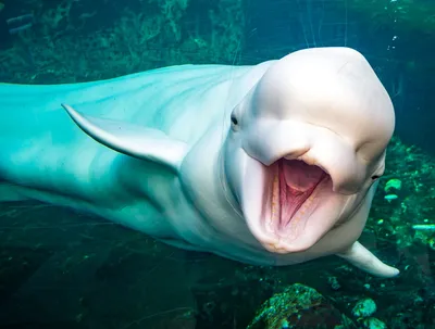 Большой белый дельфин с шариком на его голове Стоковое Фото - изображение  насчитывающей развилки, дельфин: 146364696