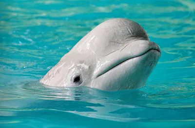 Белый Дельфин Белуга Глядя На Вас — стоковые фотографии и другие картинки  Без людей - Без людей, Водоплавающее млекопитающее, Глубокий - iStock