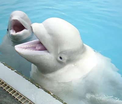 Белый Дельфин В Бассейне Фотография, картинки, изображения и  сток-фотография без роялти. Image 61207406