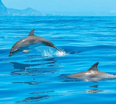 Белый дельфин в бассейне стоковое фото. изображение насчитывающей потеха -  106327314