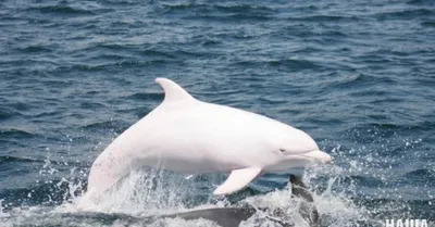 Белый Дельфин - 70 фото