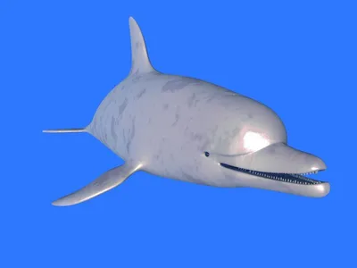 Белый дельфин (55 лучших фото)