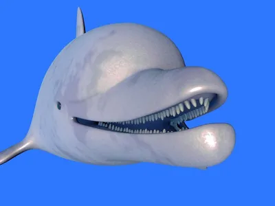 Белый большой дельфин - картинки и фото poknok.art