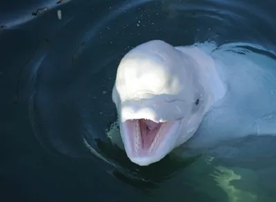 Черный И Белый Дельфин Мать И Детеныш — стоковые фотографии и другие  картинки Горизонтальный - Горизонтальный, Дельфин, Дельфинёнок - iStock