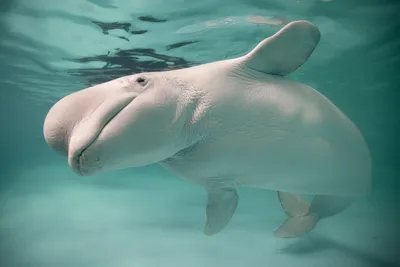 Белый дельфин в бассейне стоковое изображение. изображение насчитывающей  рыбы - 105981071