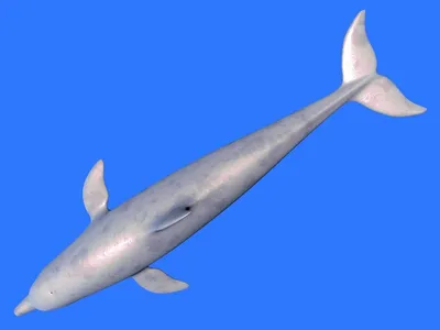 Макао. 2017. Китайский белый дельфин (Блок. MNH OG)