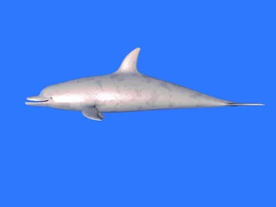 Белый дельфин со стразами» — создано в Шедевруме