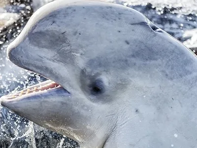 Открытый китайский белый дельфин, дельфин, морское млекопитающее,  млекопитающее, животные png | Klipartz