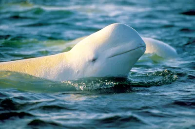 Белый Дельфин Рисует Картину Моряка — стоковая векторная графика и другие  изображения на тему Белуха - Белуха, Белый, Белый кит - iStock