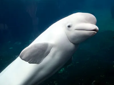 Схватил за ногу, как собака»: В Сочи белый кит укусил подростка в  дельфинарии - KP.RU