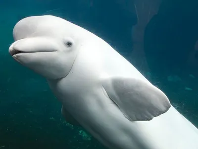 Белый дельфин | это... Что такое Белый дельфин?