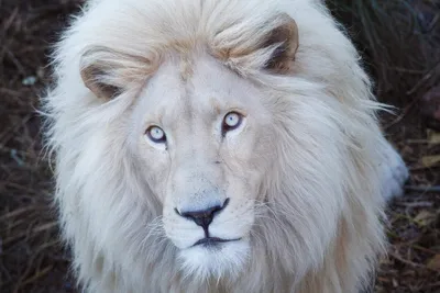 Белый лев стоковое фото. изображение насчитывающей природа - 62073026