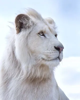 Белый лев » uCrazy.ru - Источник Хорошего Настроения