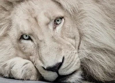 Этот необычный и редкий белый лев | Зоомир | Дзен