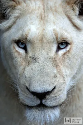 Картинки белого льва - 66 фото