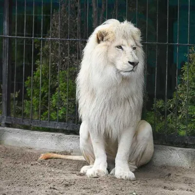 красивый белый лев стоковое фото. изображение насчитывающей млекопитающее -  150885320