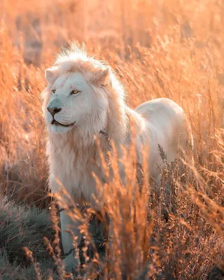 Фото белого льва с пышной гривой очаровали соцсети